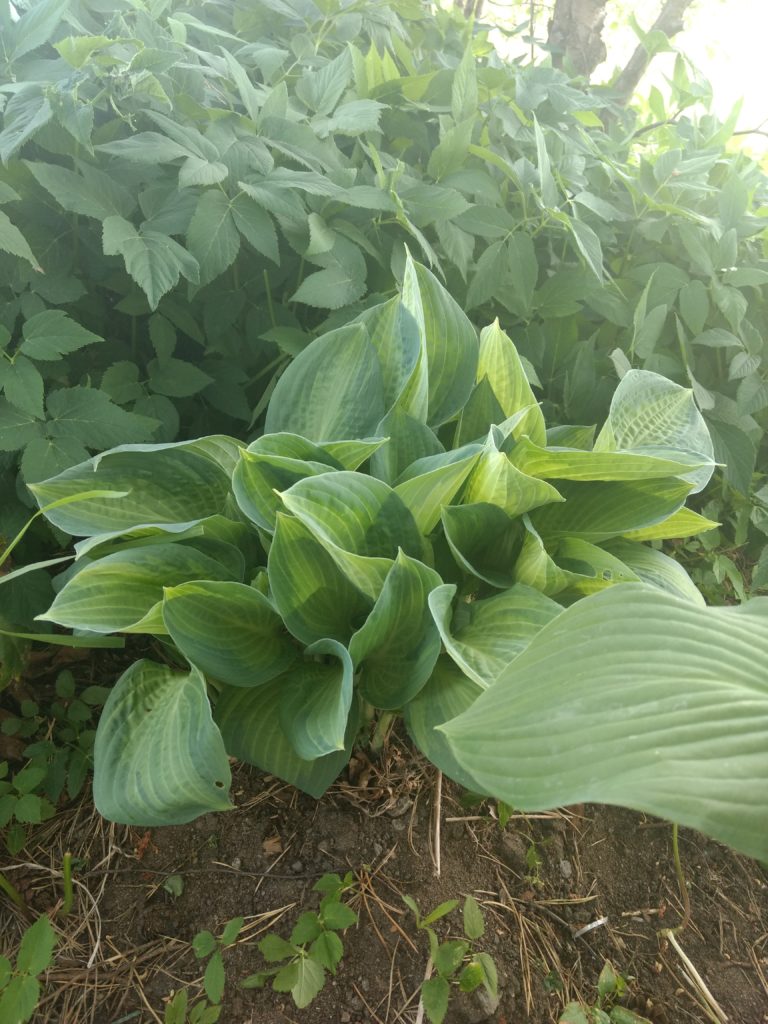 Hosta liker skygge ?
